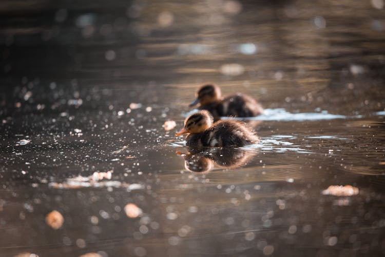 Ducklings On The Water