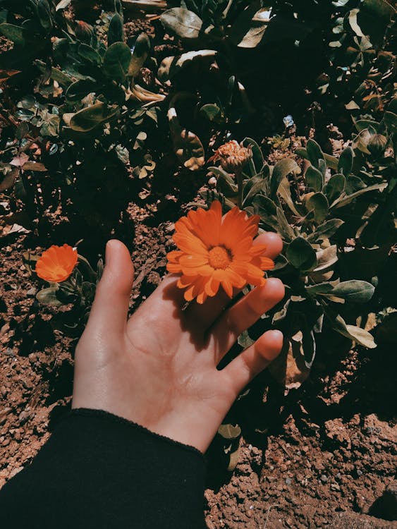 Person Holding Orange Flower · Free Stock Photo