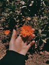 Person Holding Orange Flower