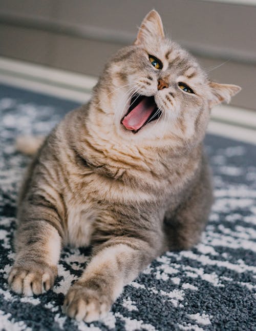 Adorable Fluffy Tabby Cat Yawning while on a Carpet
