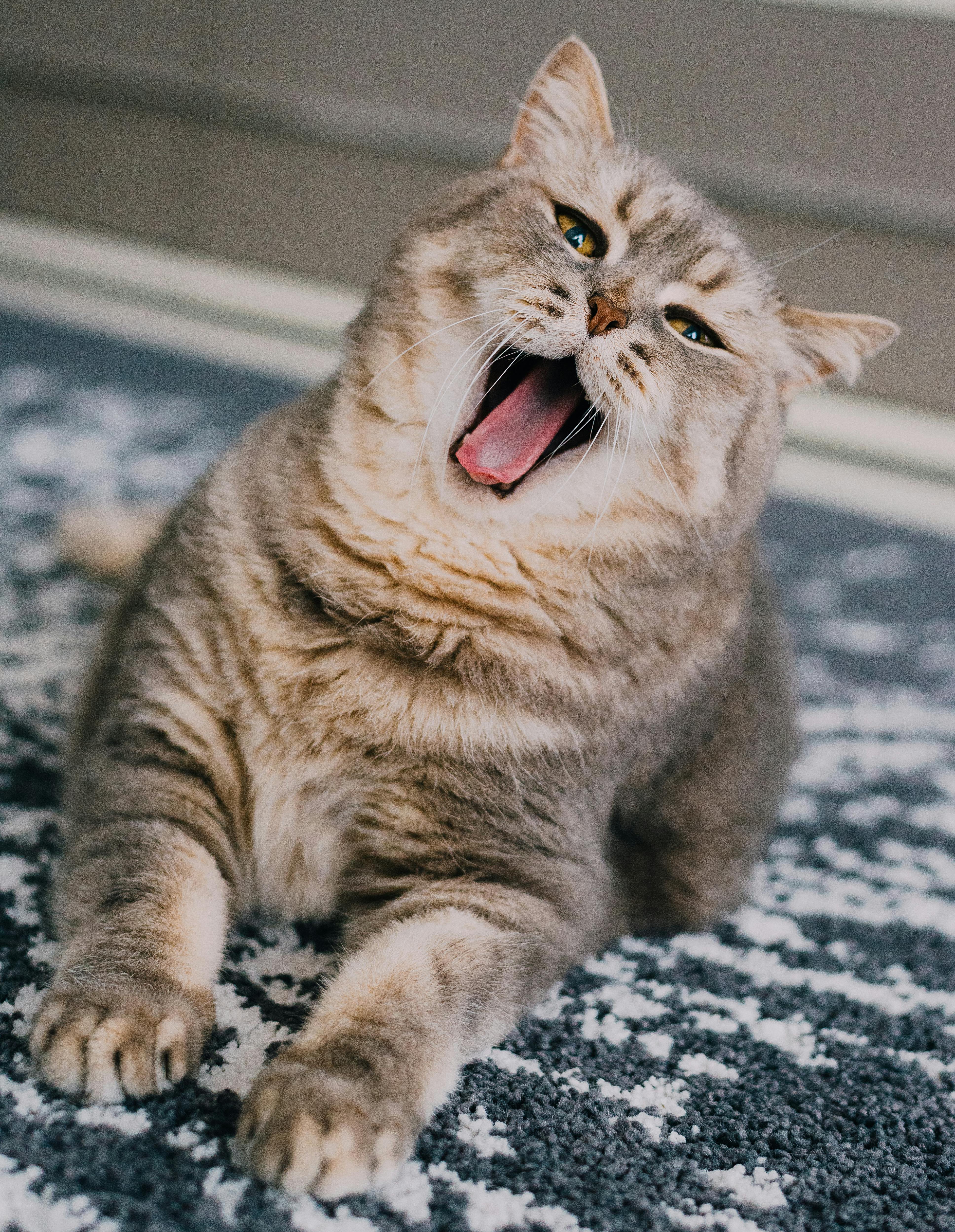 Adorable Fluffy Tabby Cat Yawning while on a Carpet · Free Stock Photo