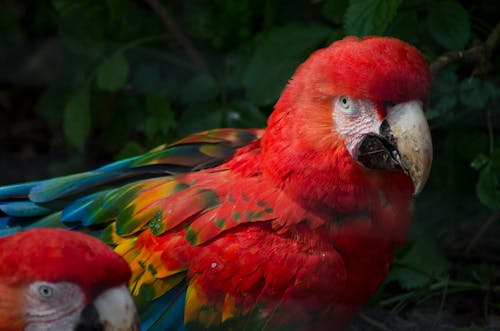 Free stock photo of bird, parrot Stock Photo