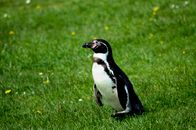 Baby Penguin on Green Grass