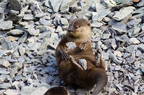 Free stock photo of otter Stock Photo