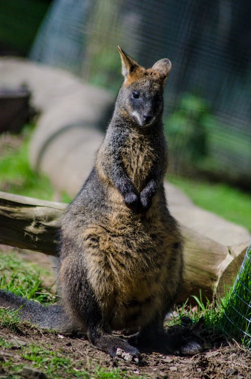 Free Close-up of a Small Wallaby Kangaroo  Stock Photo