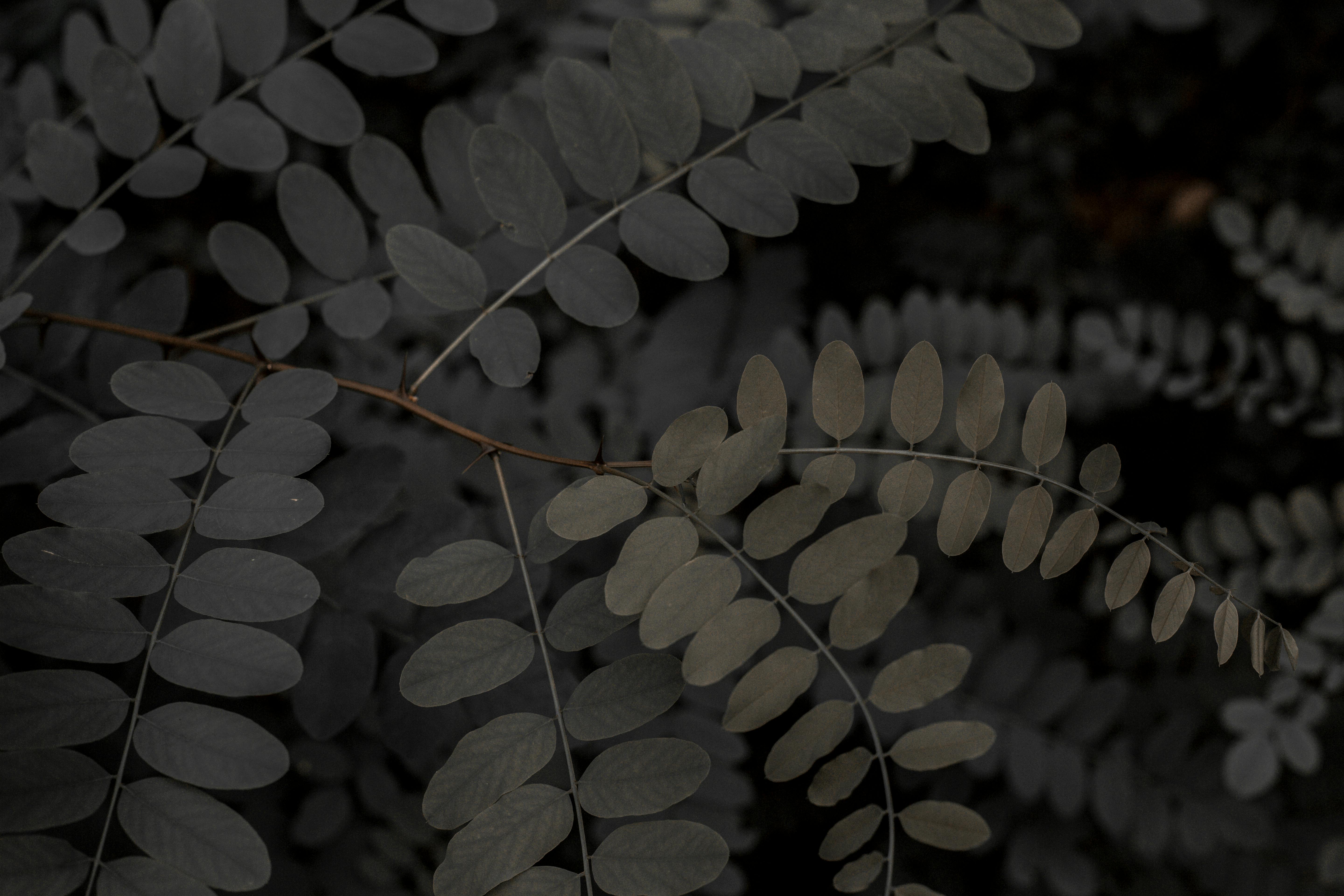A dark and moody close-up of overlapping fern leaves creating an artistic pattern.