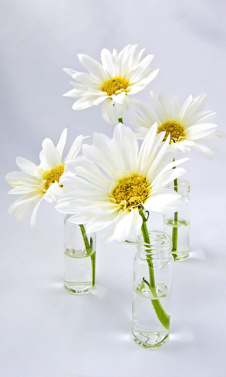 White Daisy Flowers In Clear Glass Vases