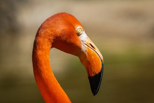 Gratis lagerfoto af flamingo, fuglfotografi, lang hals