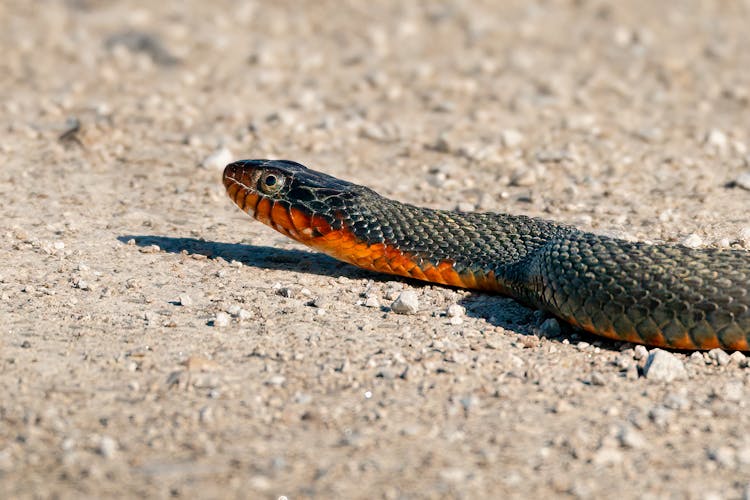 Orange And Black Snake On Brown Ground