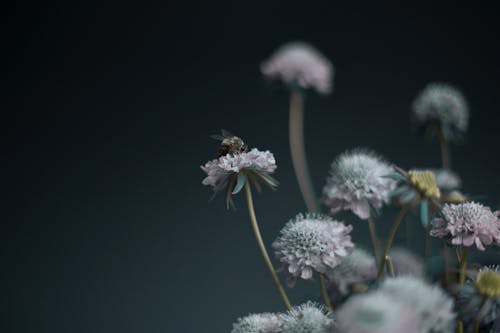 A Bee Pollinating on White Flower