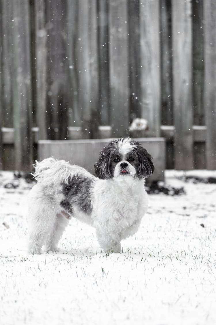 White And Black Furry Dog In Snow
