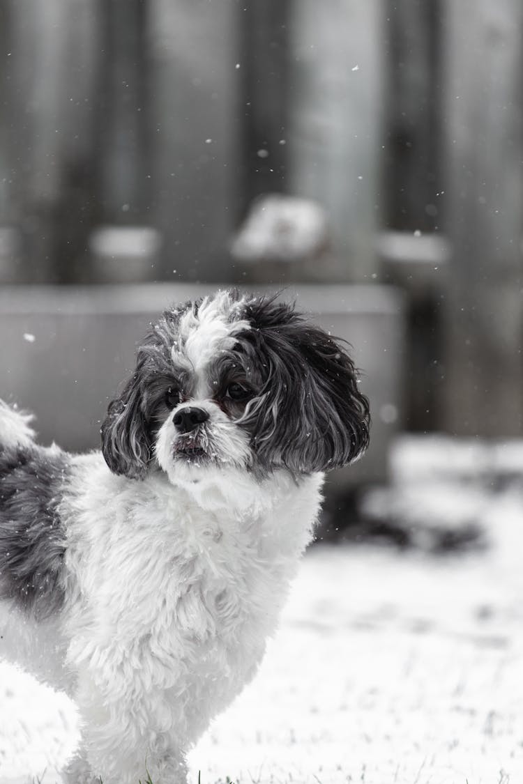 Black And White Maltese Shih Tzu Dog In Snow