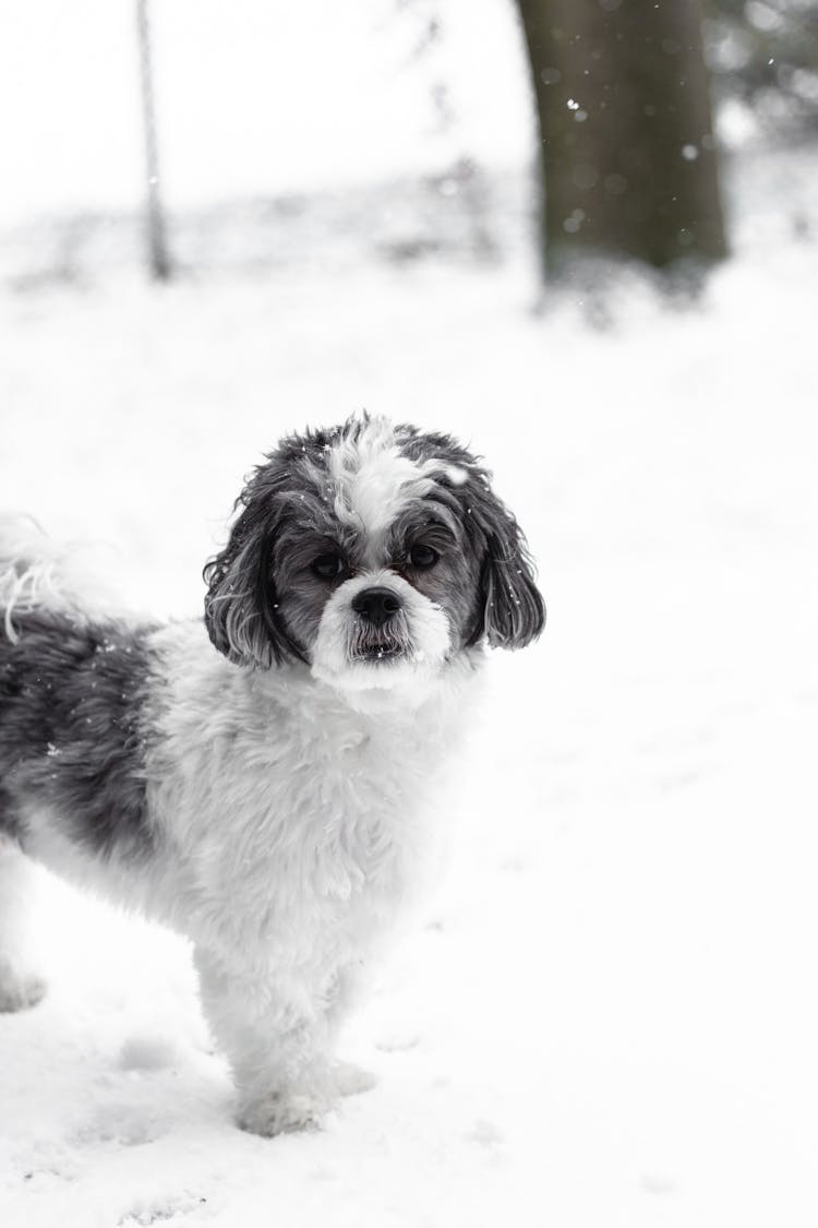 Black And White Maltese Shih Tzu Dog On Snow