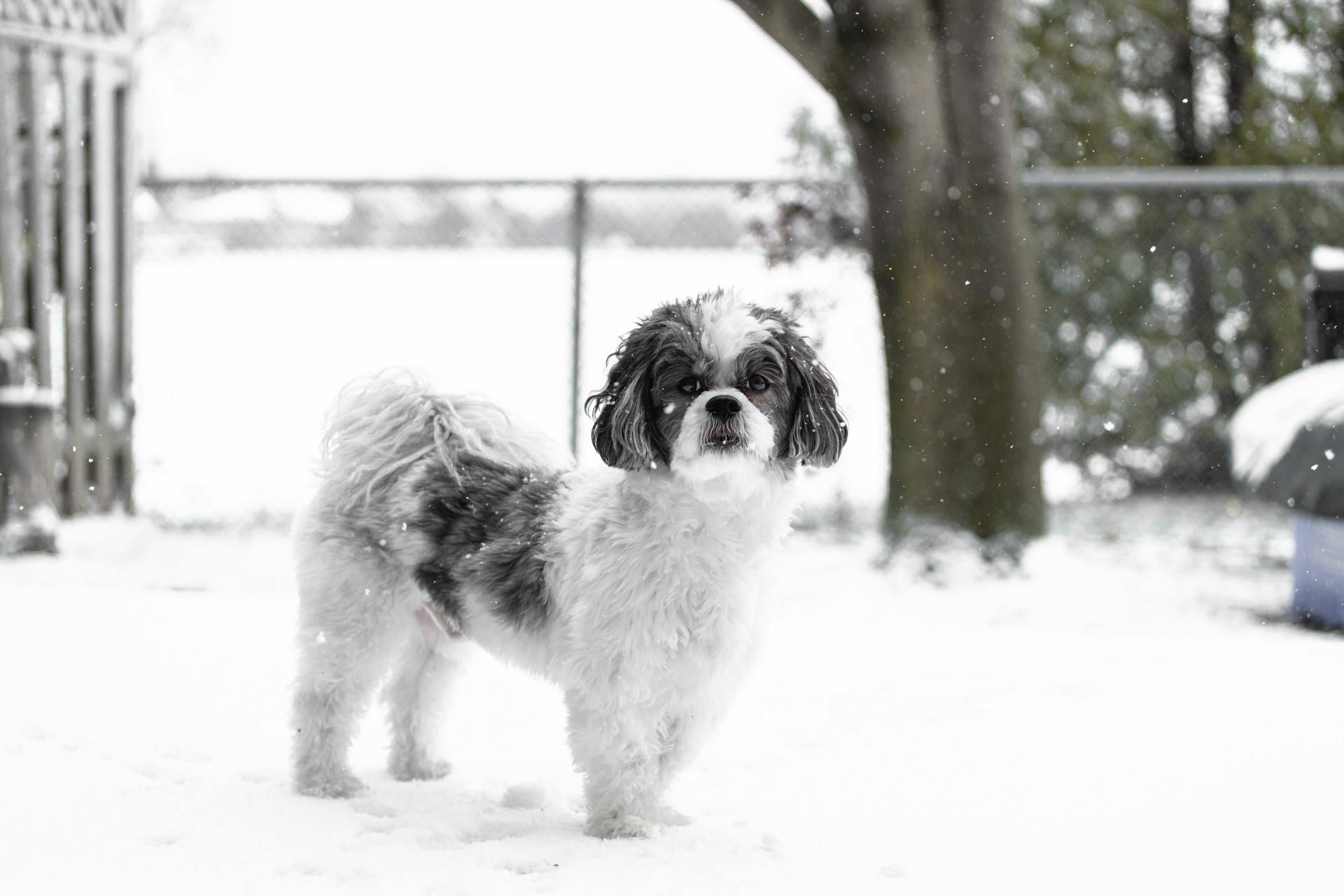 Zwart-witte Maltese Shih Tzu-hond op sneeuw