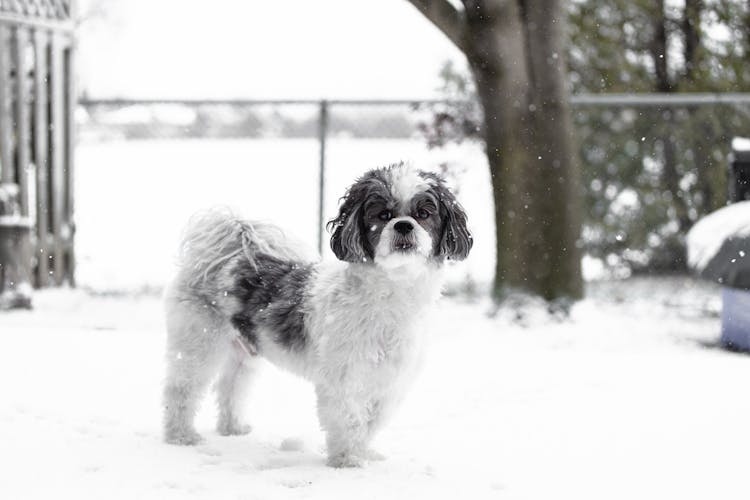 Black And White Maltese Shih Tzu Dog On Snow