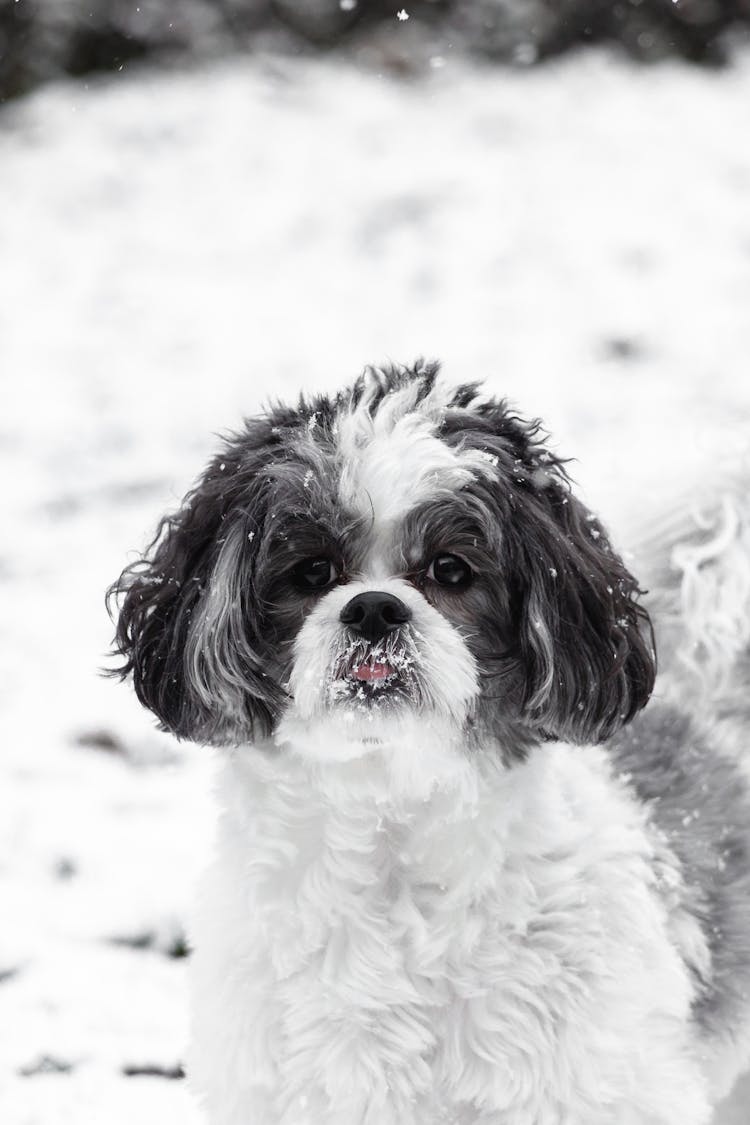 Black And White Maltese Shih Tzu Dog With Snow On Mouth