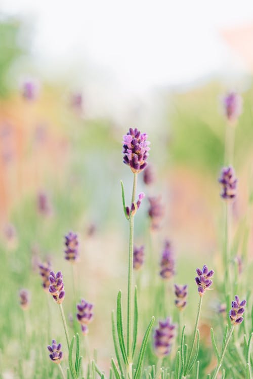 Closeup of delicate blooming lavender flowers growing in green meadow in sunny day
