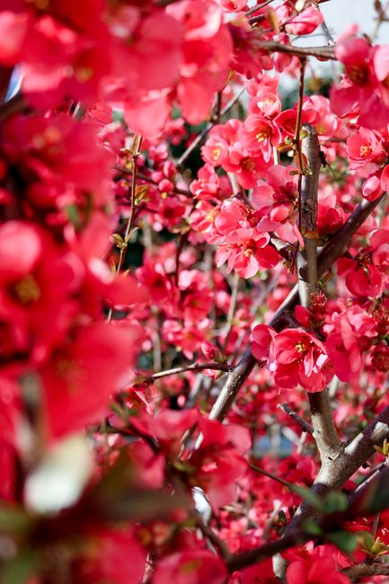 Close-up of red plum blossoms blooming on branches during springtime, showcasing nature's beauty.