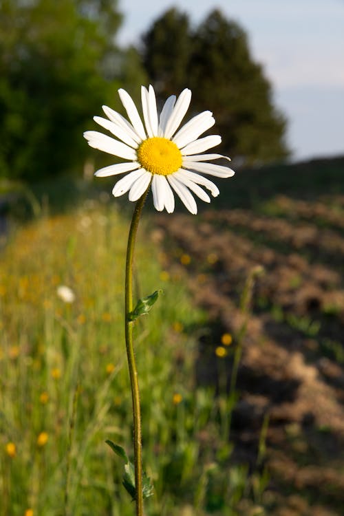 White Daisy Flower in Bloom