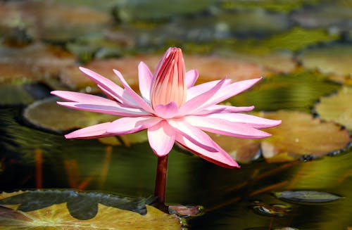 Purple Lotus Flower on Water