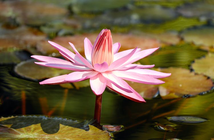 Purple Lotus Flower On Water