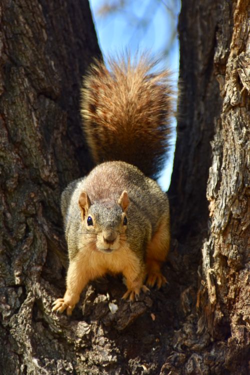 Free Capture of a curious fox squirrel perched on a tree in bright daylight. Stock Photo