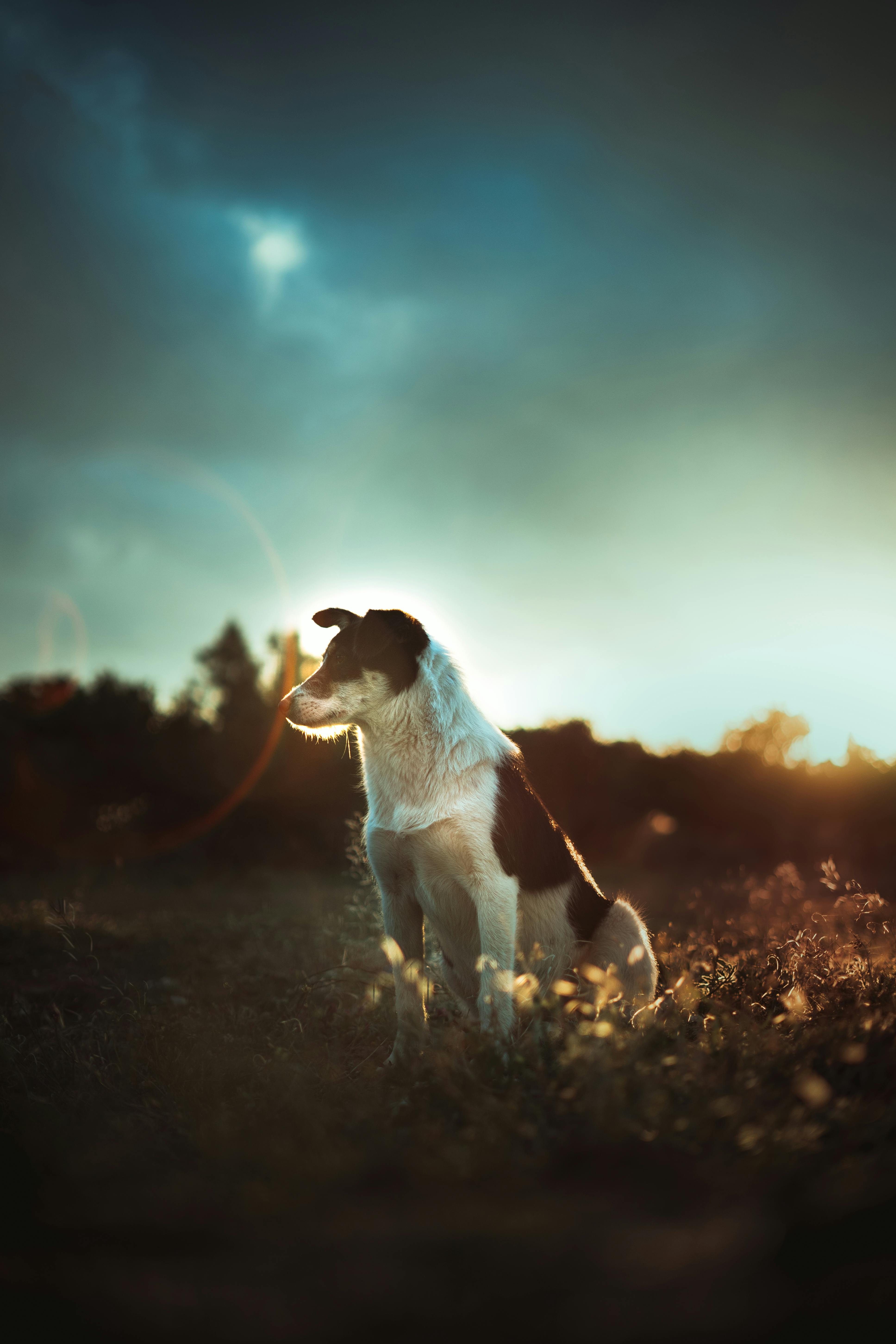 White and Black Dog Sitting on Grass · Free Stock Photo