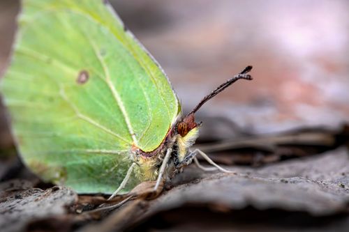 Free Macro shot of a Common Brimstone butterfly (Gonepteryx rhamni) on leaves. Stock Photo