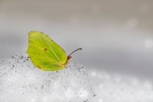 Do Bugs Really Disappear In Winter And How Insects Survive Cold