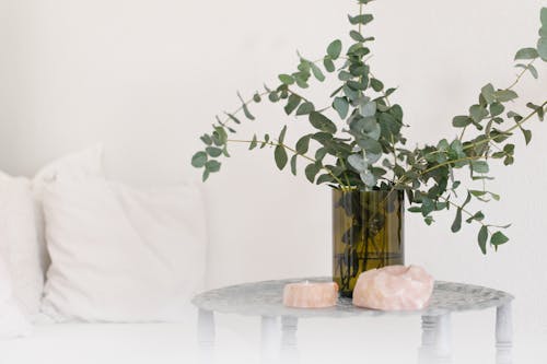 녹색 식물, 유리 꽃병, 작은 쿠션의 무료 스톡 사진