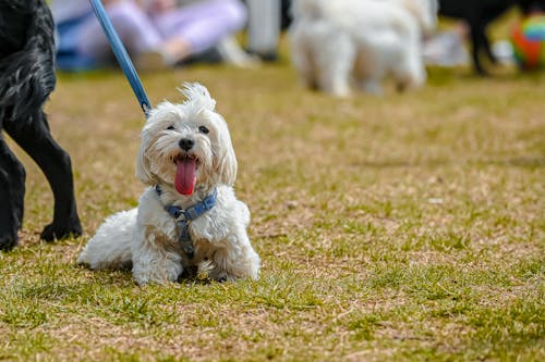 A Cute Dog Sitting on the Grass with It's Tongue Out