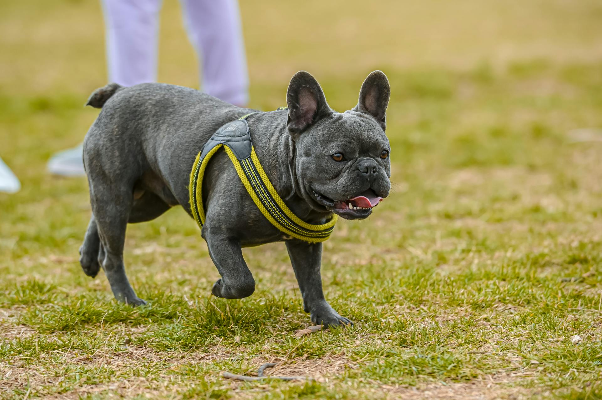 A Dog Running Outdoors