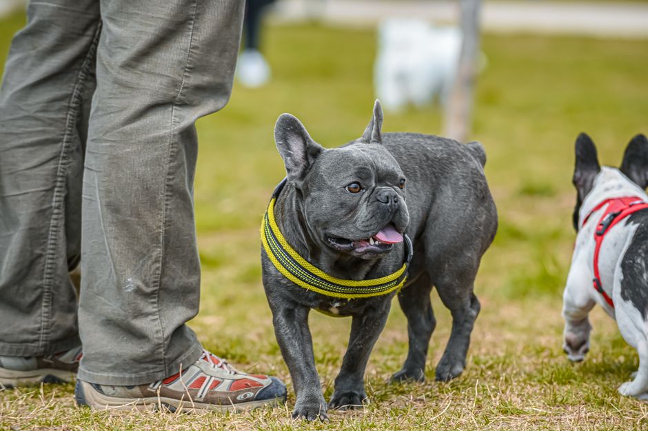 Charming French Bulldog wearing a harness, enjoying a sunny day in the park with owner.