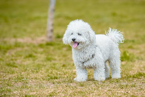 Close-Up Photo of a White Poodle on the Grass