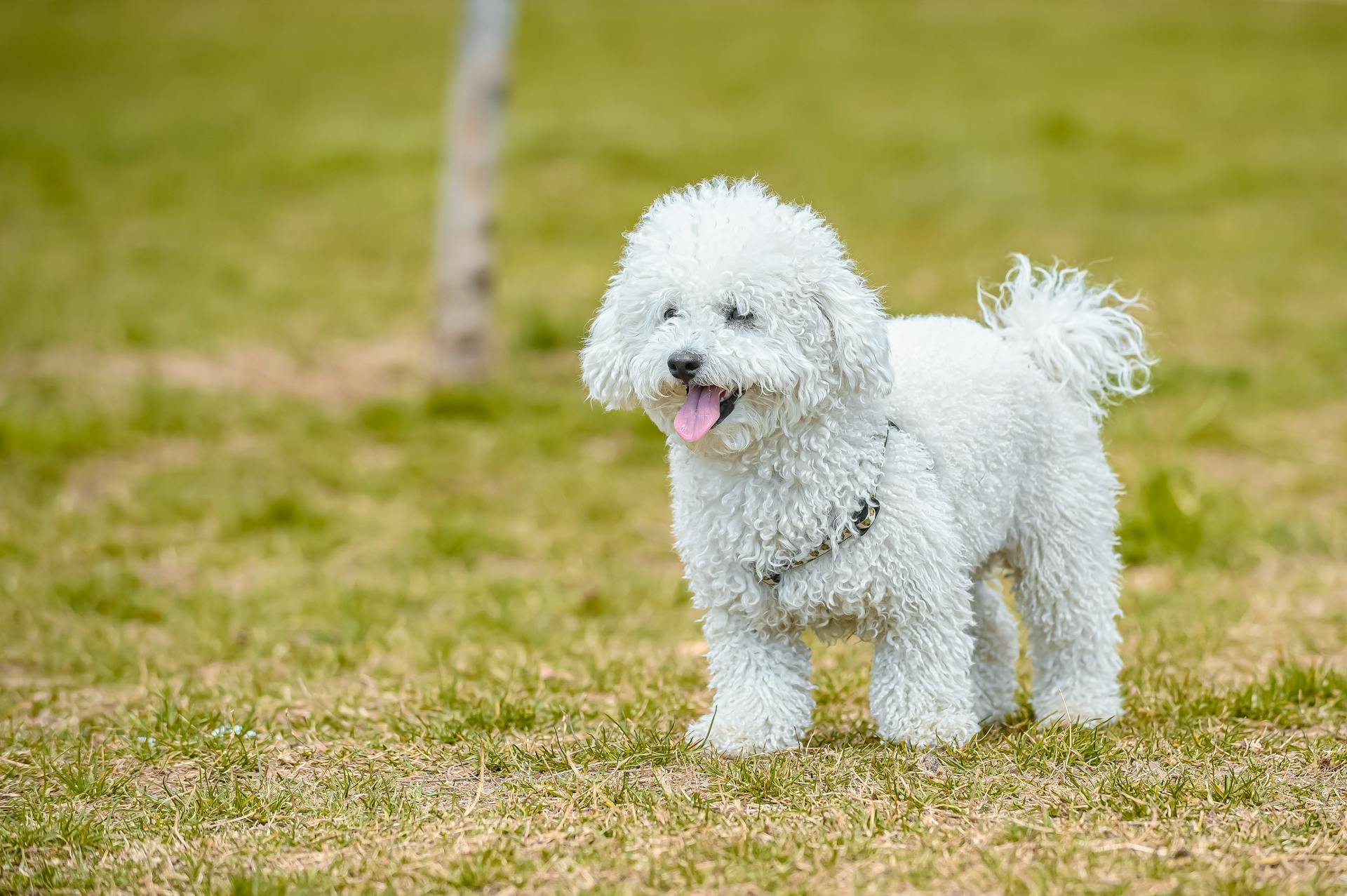 Een close-upfoto van een witte poedel op het gras