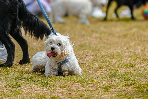 Free Selective Focus Photo of a White Shih Tzu Dog on the Grass Stock Photo