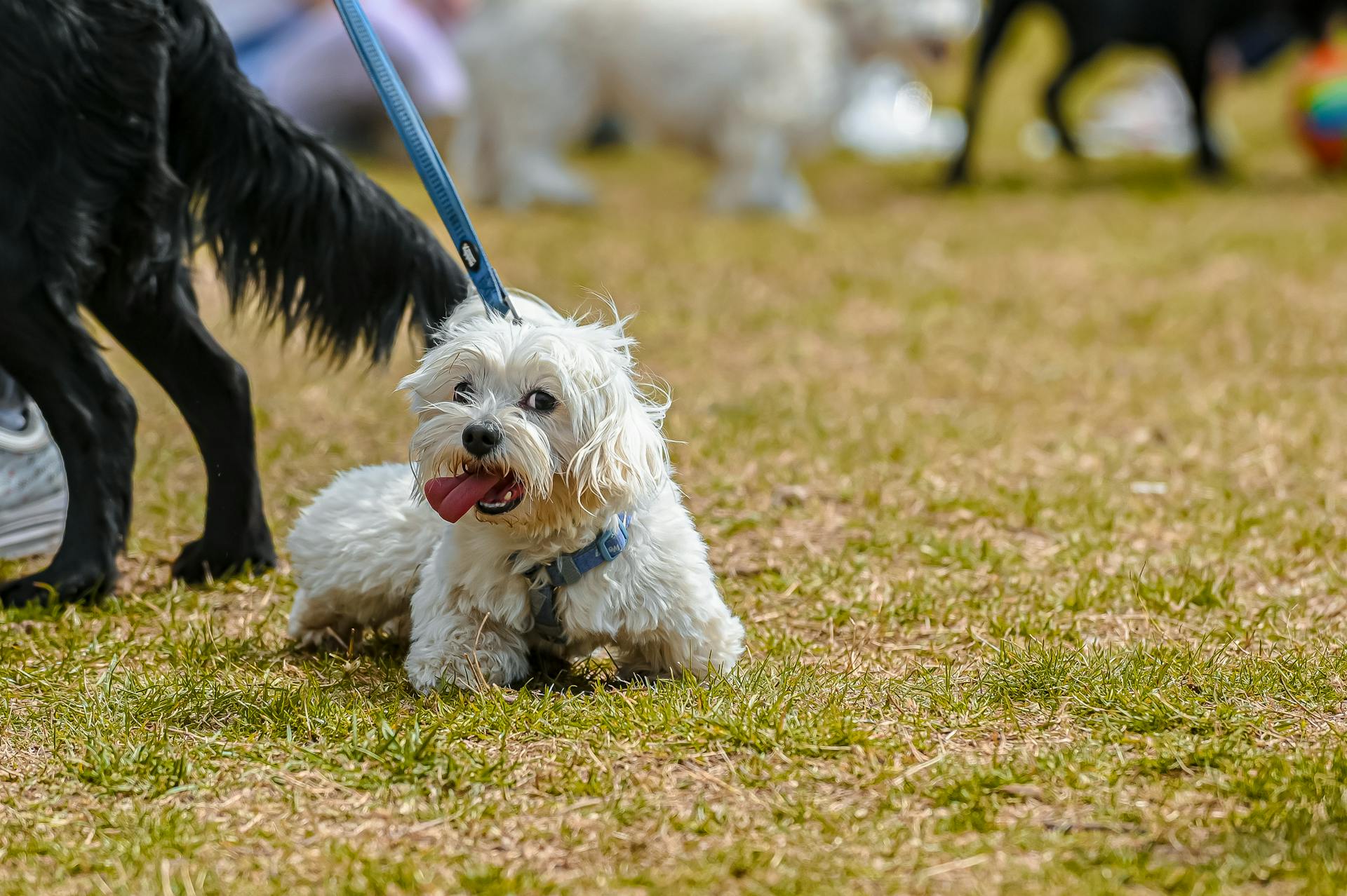 Photo de mise au point sélective d'un chien Shih Tzu blanc sur l'herbe