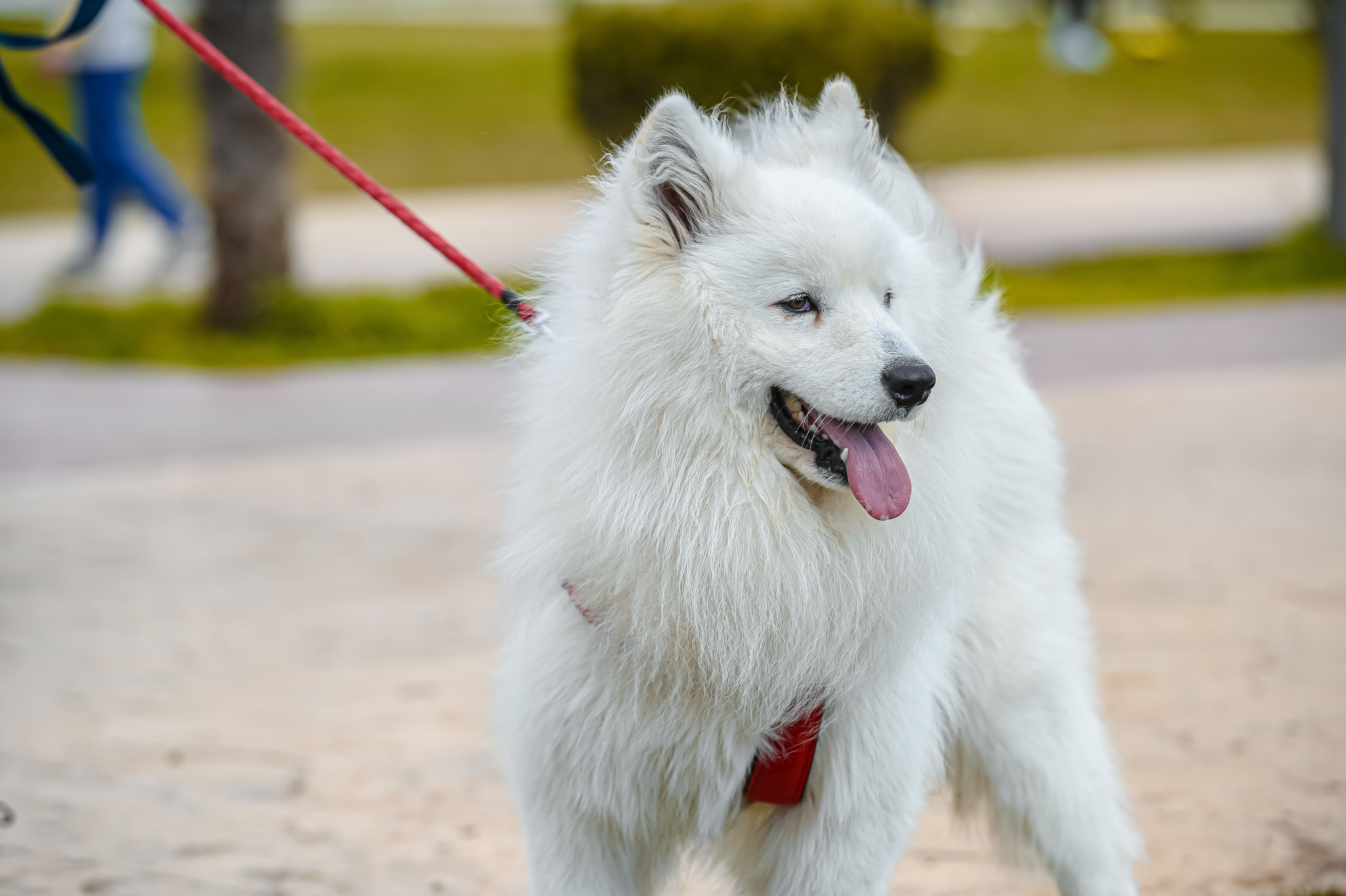 Single-Coated Dog Breeds and Why They Suit Allergies