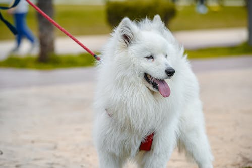 Close-Up Photo of a White Spitz Dog on a Red Leash