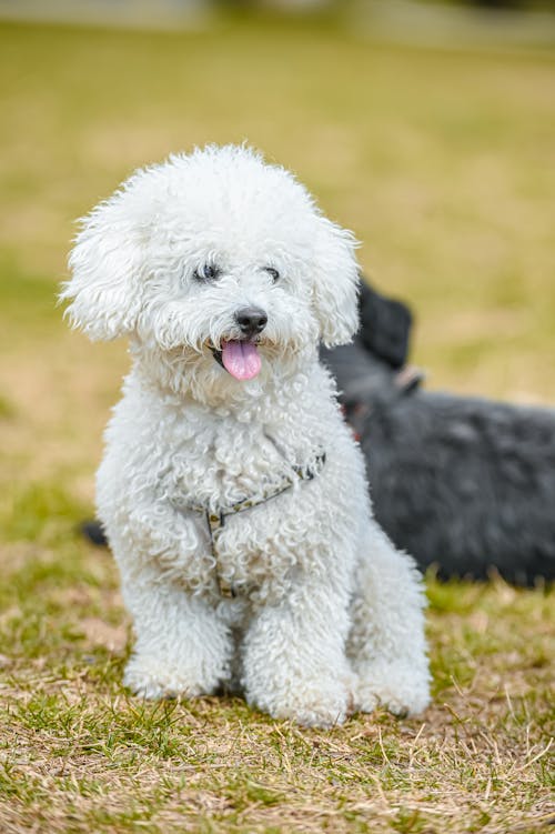 Selective Focus Photo of an Adorable White Poodle Sitting on the Grass