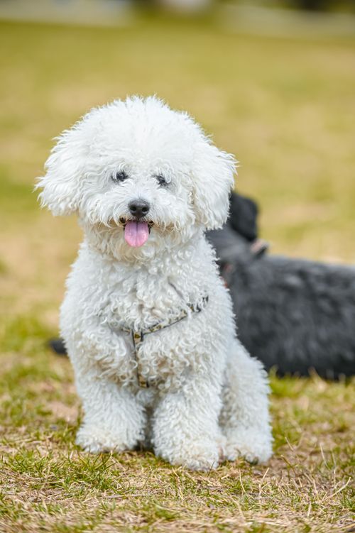 Free Cute white poodle dog sitting on grass, outdoors, with tongue out. Stock Photo