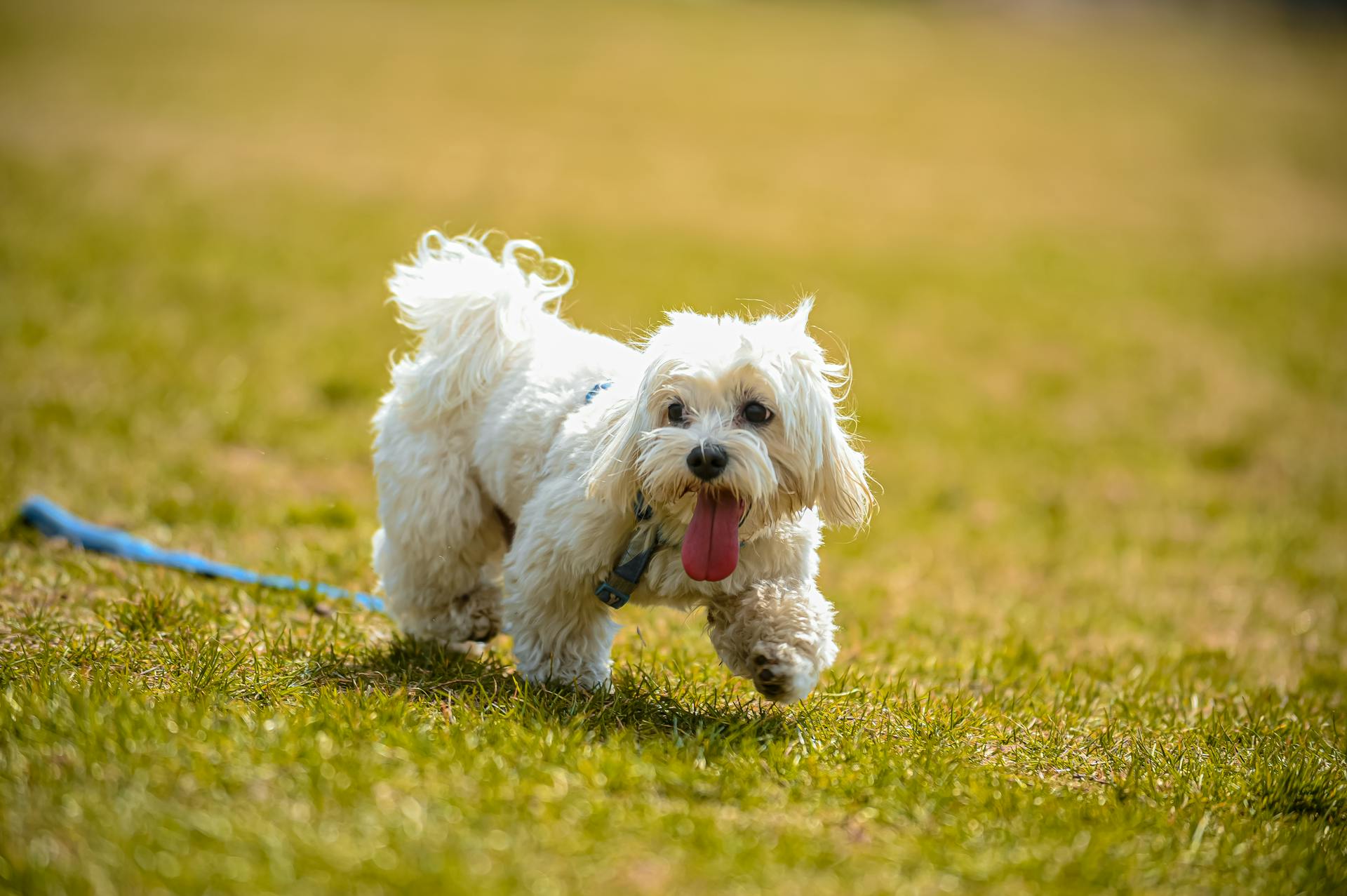 En vit shih-tzuhund som går på gräset