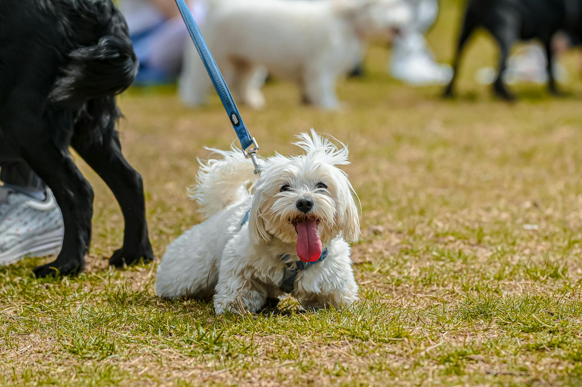 Foto av en vit shih-tzu på ett blått koppel