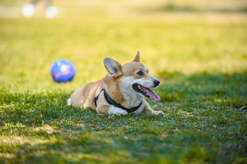 Free Photo of a Brown and White Corgi Resting on Green Grass Stock Photo