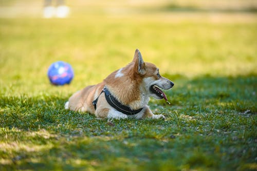 Free Selective Focus Photo of a White and Brown Corgi on Green Grass Stock Photo