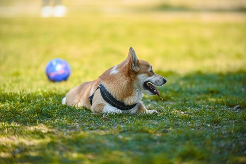 Free Cute Corgi resting in a park on a sunny day, lying on green grass with a playful ball nearby. Stock Photo