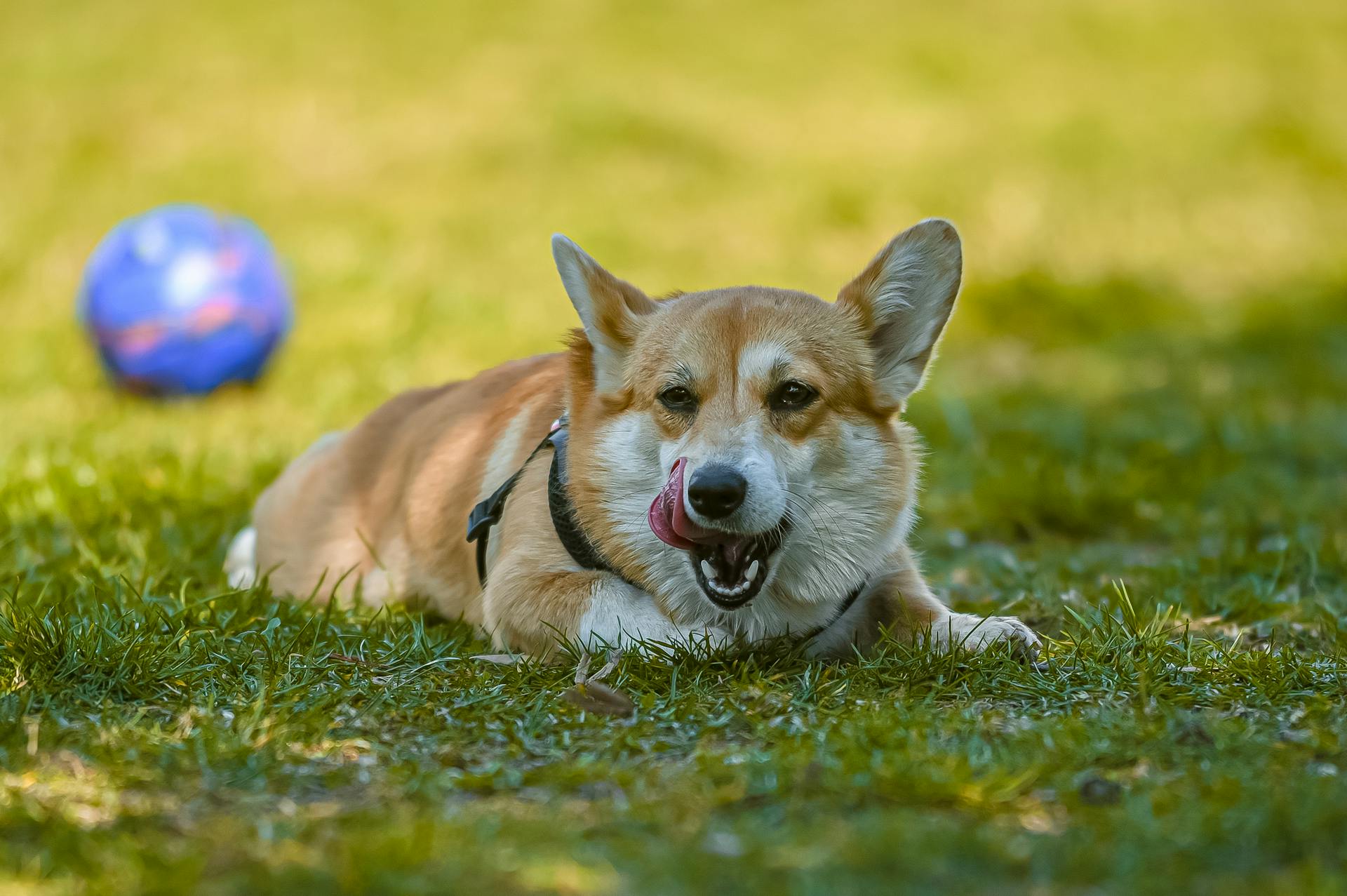 Close-Up Photo of a Cute Corgi Licking It's Face