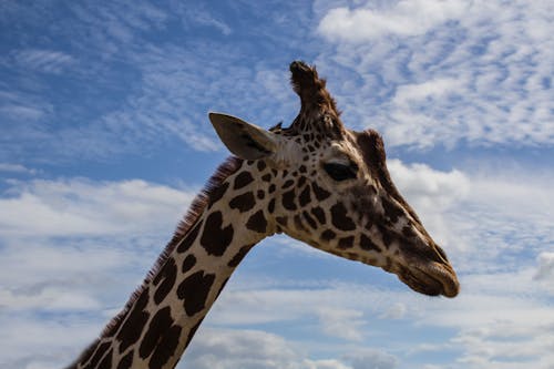 Giraffe Under White and Blue Sky