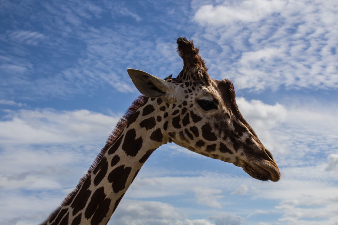 Gratis lagerfoto af afrika, dyr, giraf Lagerfoto