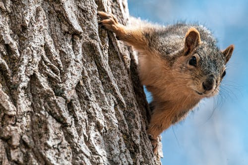 Close-Up Shot of a Squirrel